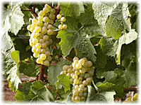 Chardonnay Grapes