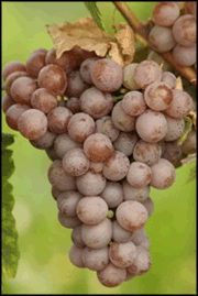Gewurztraminer-Grapes