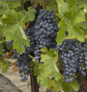 Merlot-Grapes.gif