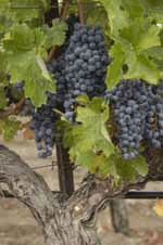 Merlot grapes