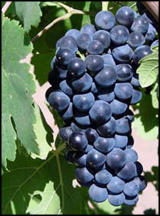 Petite_Sirah_Grapes