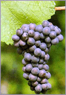 Pinot-Grigio-Grapes