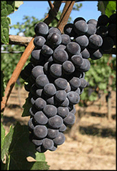 Pinot-Noir-Grapes.gif