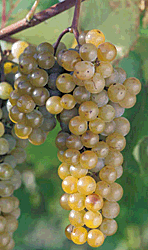 Riesling Grapes