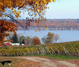 Sheldrake Vineyard