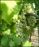 Viognier-Grapes