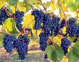 Cabernet grapes