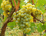 Chardonnay grapes