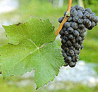 Pinot Noir