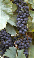Shiraz-Syrah-Grapes.gif