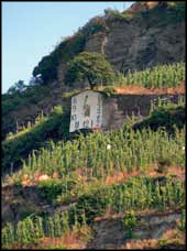 Wehlener_Sonnenuhr_Vineyard