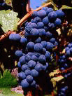 Zinfandel Grapes