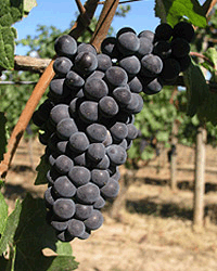 Pinot Noir grapes