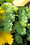 sauvignon blanc image