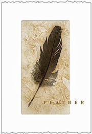 Feather 2006 Cabernet